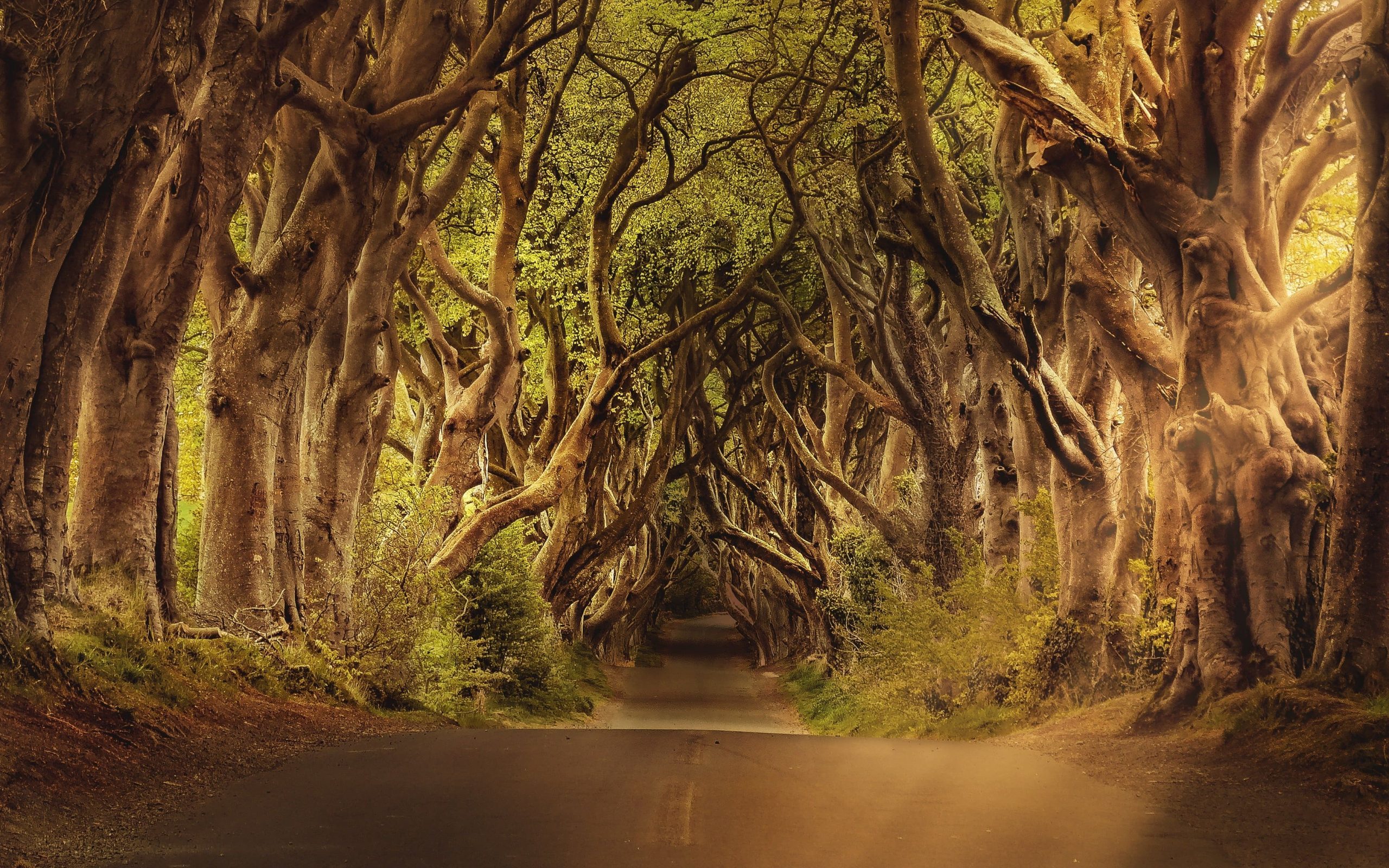 Irlande - The Dark Hedges